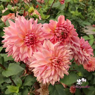 La Belle Epoque Dahlia Knöl