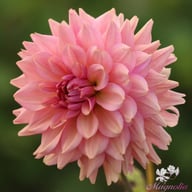 La Belle Epoque Dahlia Knöl