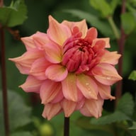 La Belle Epoque Dahlia Tuber