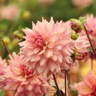 La Belle Epoque Dahlia Knöl