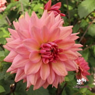 La Belle Epoque Dahlia Knöl