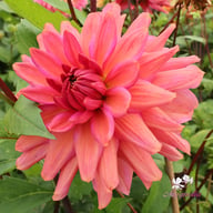 La Belle Epoque Dahlia Knöl