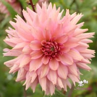 La Belle Epoque Dahlia Knöl