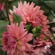 La Belle Epoque Dahlia Knöl