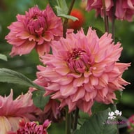 La Belle Epoque Dahlia Knöl