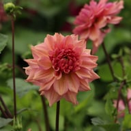 La Belle Epoque Dahlia Tuber