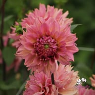 La Belle Epoque Dahlia Knöl