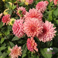 La Belle Epoque Dahlia Knöl
