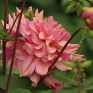 La Belle Epoque Dahlia Tuber