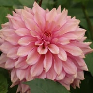 La Belle Epoque Dahlia Tuber