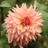 La Belle Epoque Dahlia Knöl