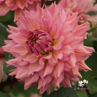 La Belle Epoque Dahlia Knöl