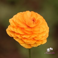 La Belle Salmon Ranunculus Corm
