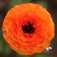 La Belle Salmon Ranunculus Corm