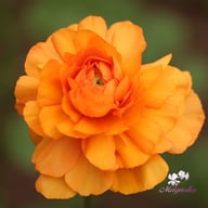La Belle Salmon Ranunculus Corm