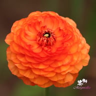 La Belle Salmon Ranunculus Corm
