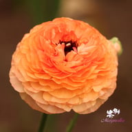 La Belle Salmon Ranunculus Corm