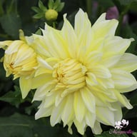 La Luna Dahlia Tuber