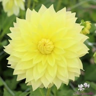 La Luna Dahlia Tuber