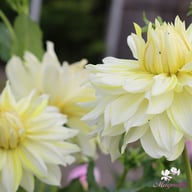 La Luna Dahlia Tuber