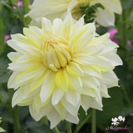 La Luna Dahlia Tuber
