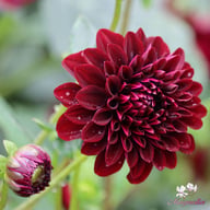 La Recoleta Dahlia Tuber