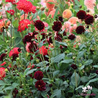 La Recoleta Dahlia Tuber