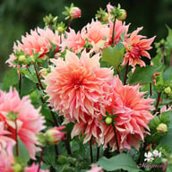 Labyrinth Dahlia Knöl