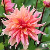 Labyrinth Dahlia Knöl