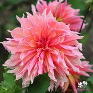 Labyrinth Dahlia Knöl