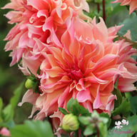 Labyrinth Dahlia Knöl