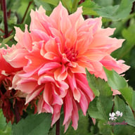 Labyrinth Dahlia Knöl