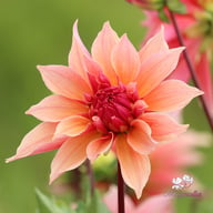 Labyrinth Dahlia Knöl