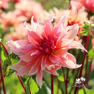 Labyrinth Dahlia Knöl