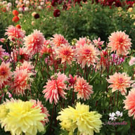 Labyrinth Dahlia Knöl