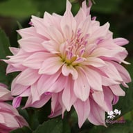 Labyrinth Twotone Dahlia Tuber