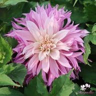 Labyrinth Twotone Dahlia Tuber