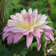 Labyrinth Twotone Dahlia Tuber