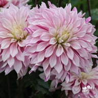 Labyrinth Twotone Dahlia Tuber