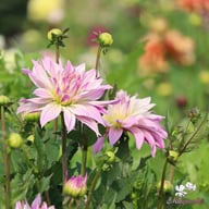Labyrinth Twotone Dahlia Tuber