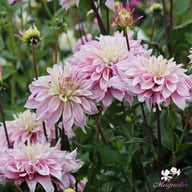 Labyrinth Twotone Dahlia Tuber