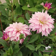 Labyrinth Twotone Dahlia Tuber