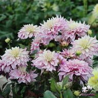 Labyrinth Twotone Dahlia Tuber