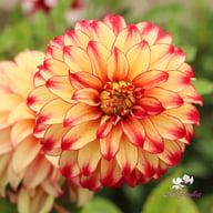 Lady Darléne Dahlia Tuber