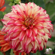 Lady Darléne Dahlia Tuber