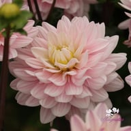 Lady Kate Dahlia Tuber