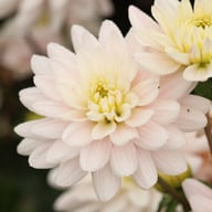 Lady Kate Dahlia Tuber