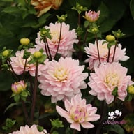 Lady Kate Dahlia Tuber
