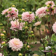 Lady Kate Dahlia Tuber