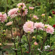 Lady Kate Dahlia Tuber
